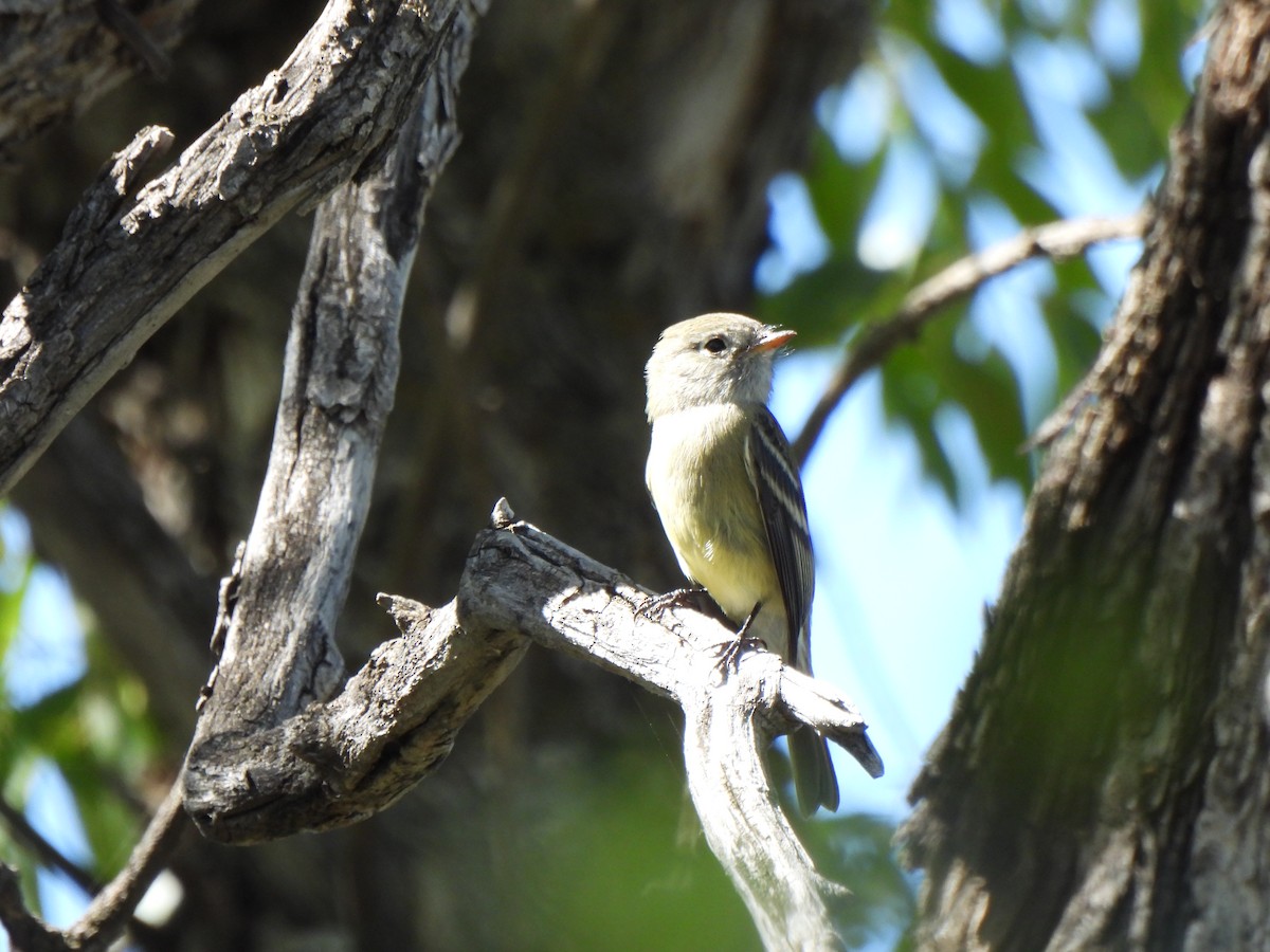 Hammond's Flycatcher - ML623962039