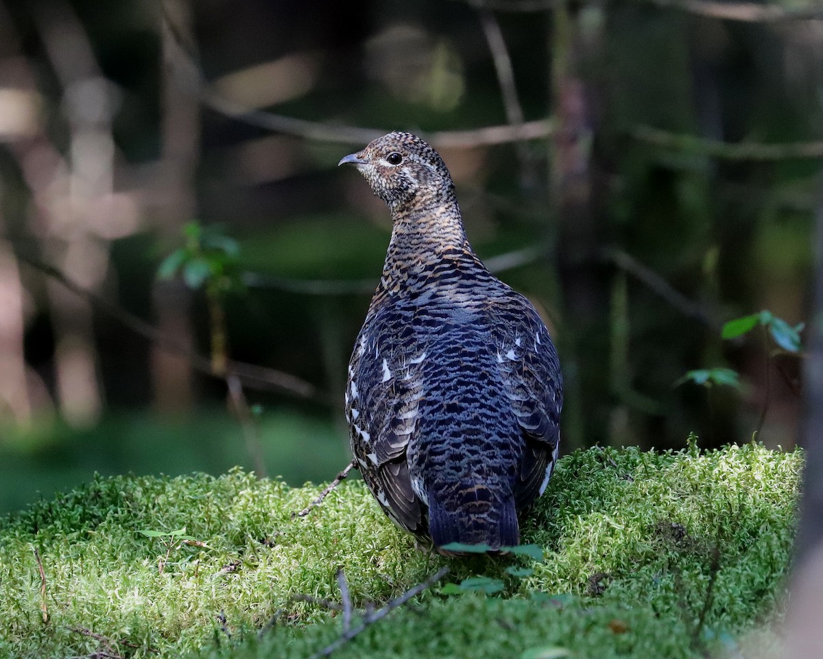 Spruce Grouse - ML623962059