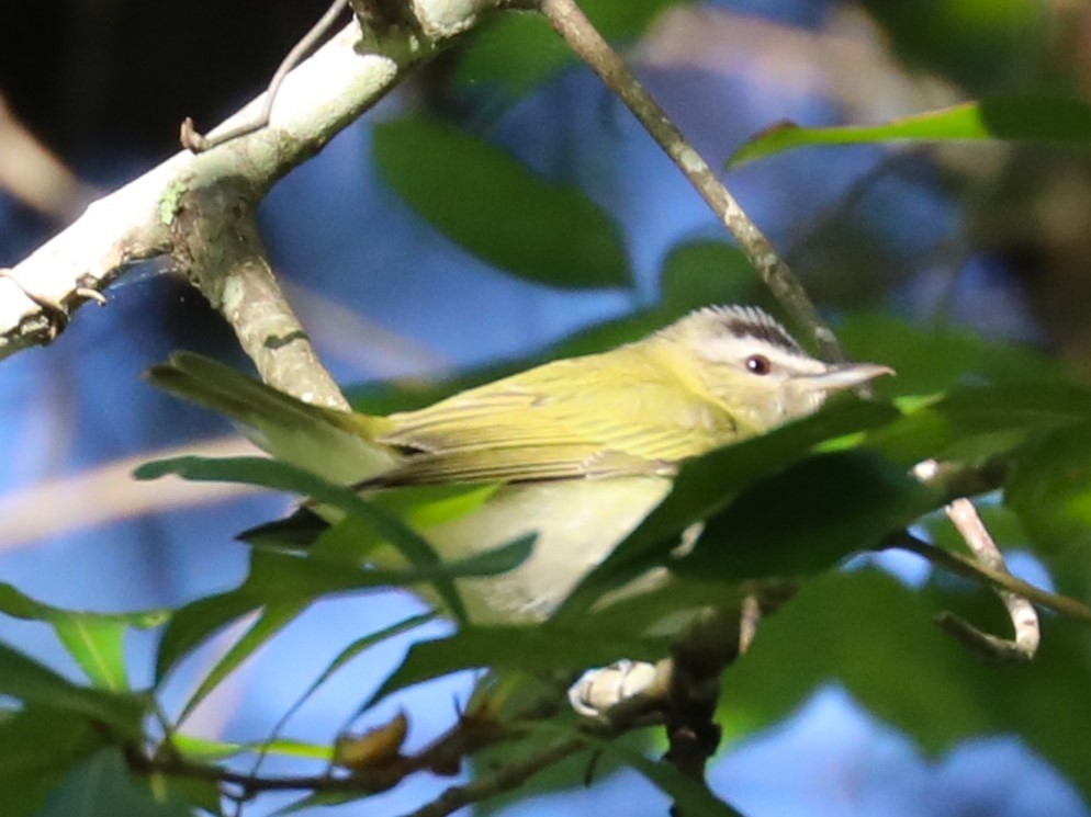 Red-eyed Vireo - ML623962061