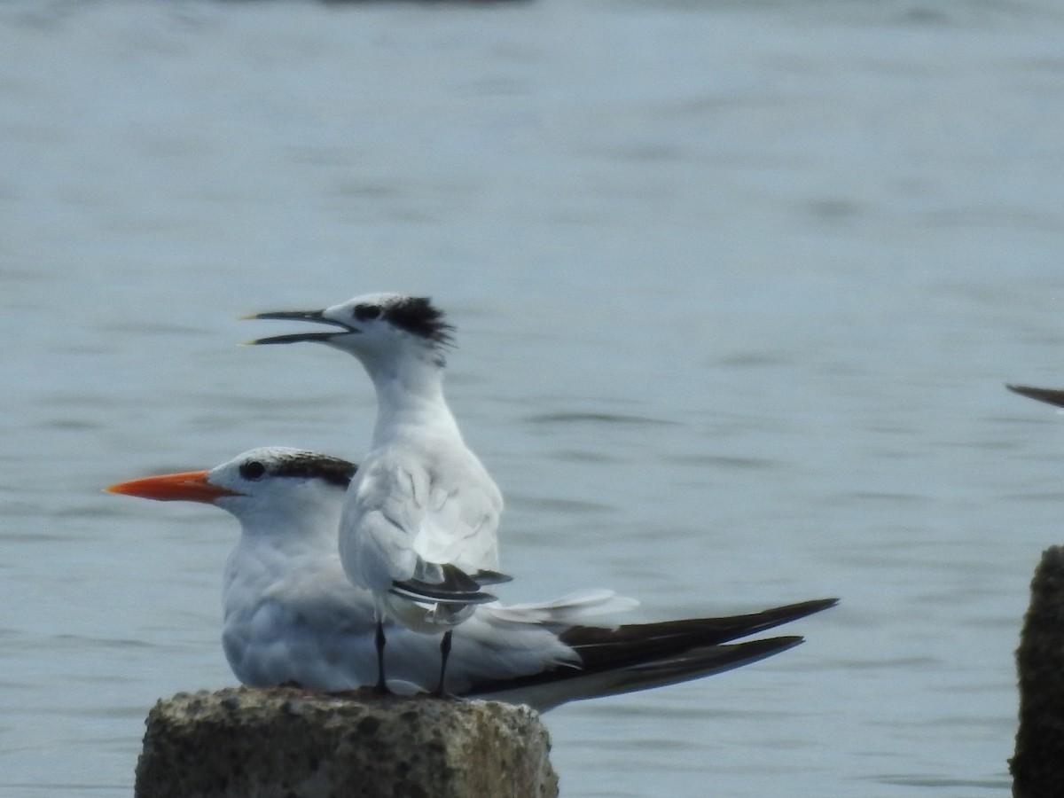 Sandwich Tern - ML623962063