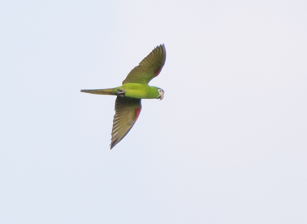 Red-shouldered Macaw - ML623962072