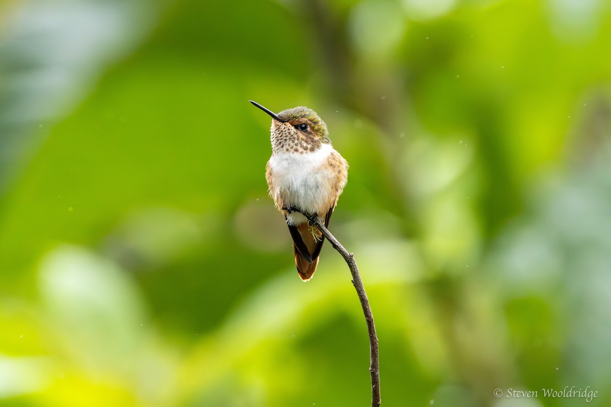 Scintillant Hummingbird - ML623962074