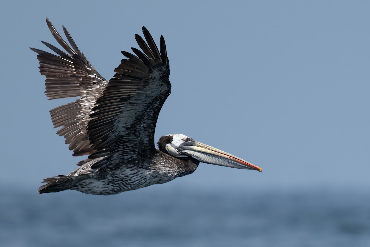 Peruvian Pelican - John Sterling