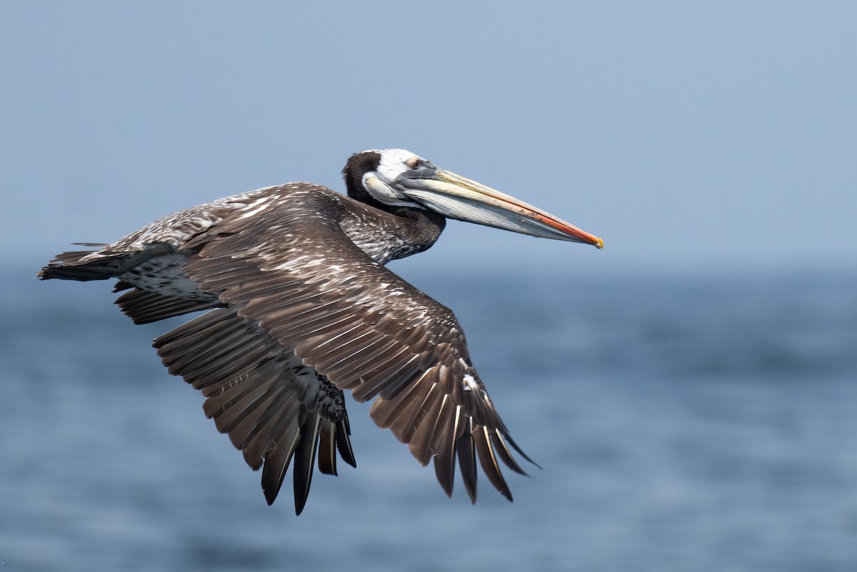 Peruvian Pelican - ML623962102