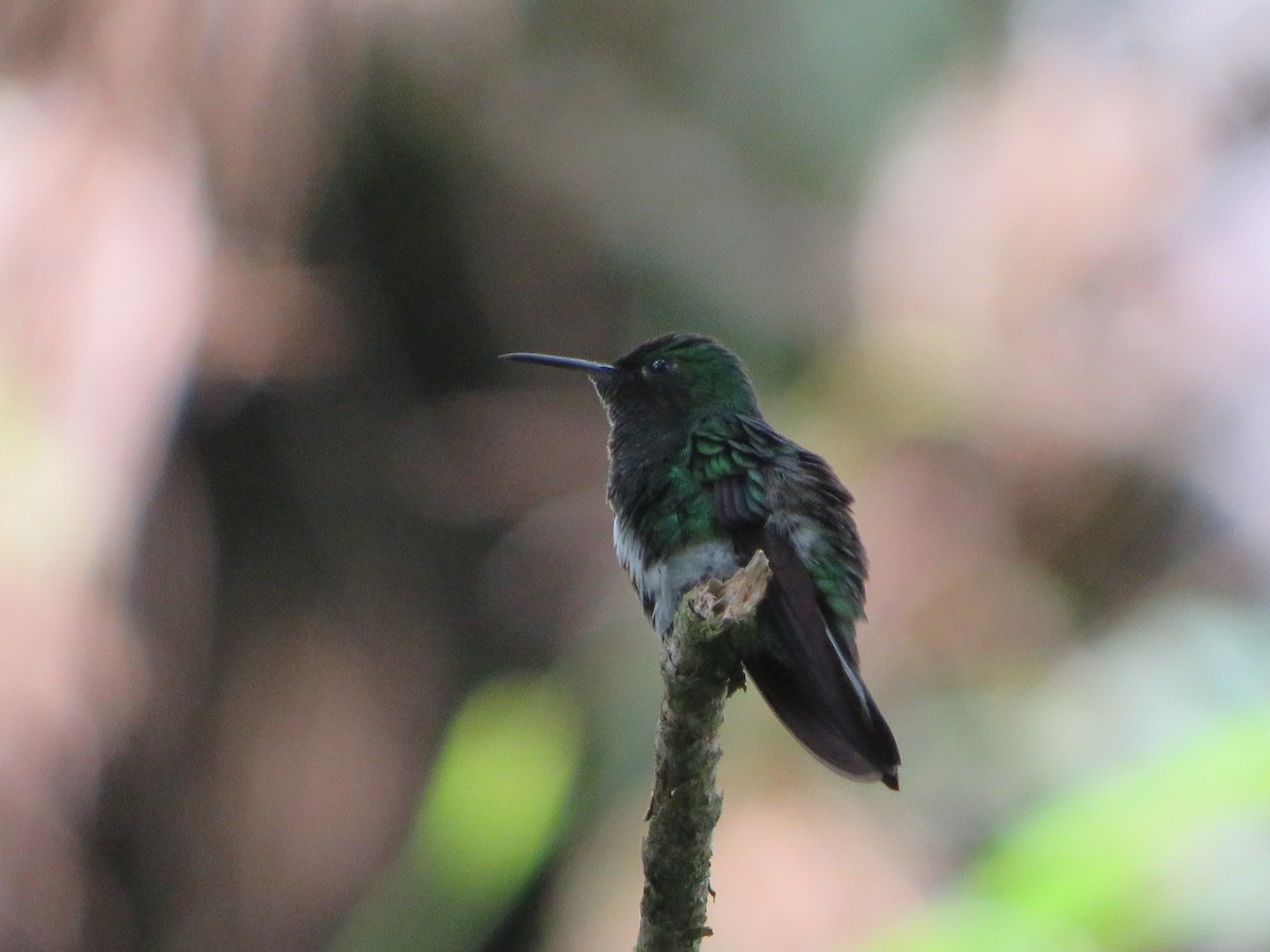 White-tailed Emerald - ML623962112