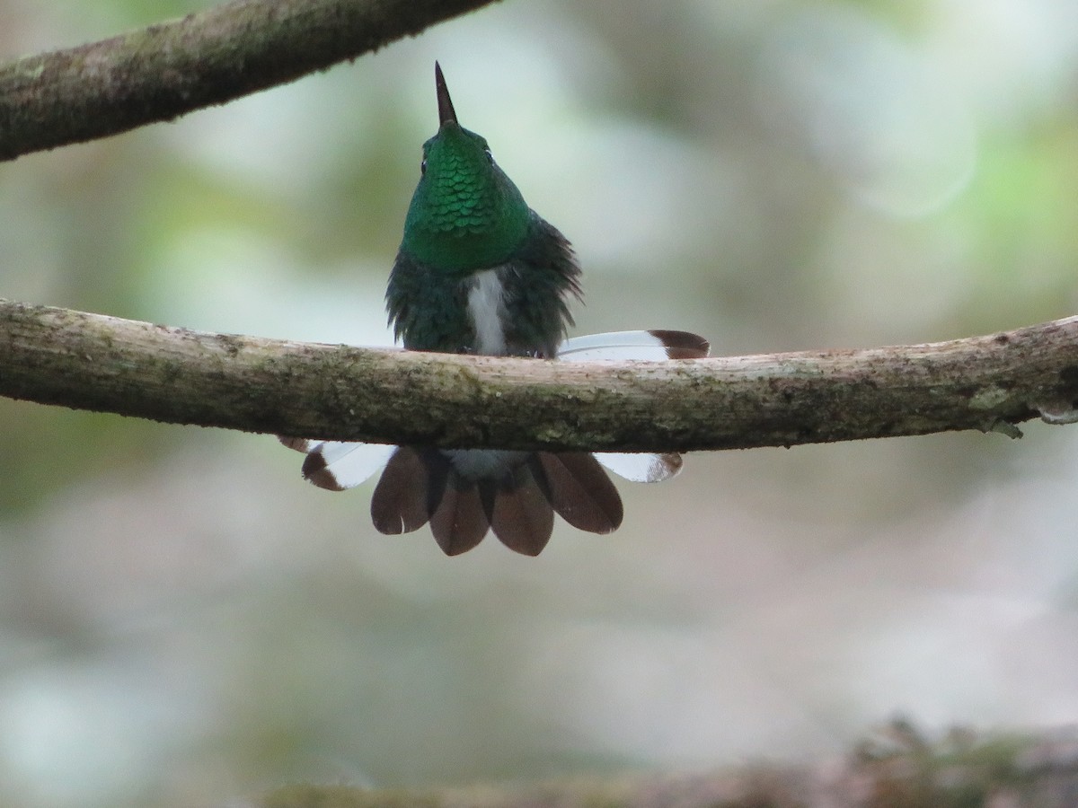 White-tailed Emerald - ML623962113