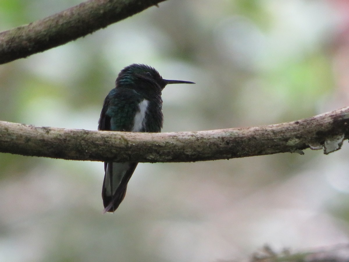 White-tailed Emerald - ML623962114