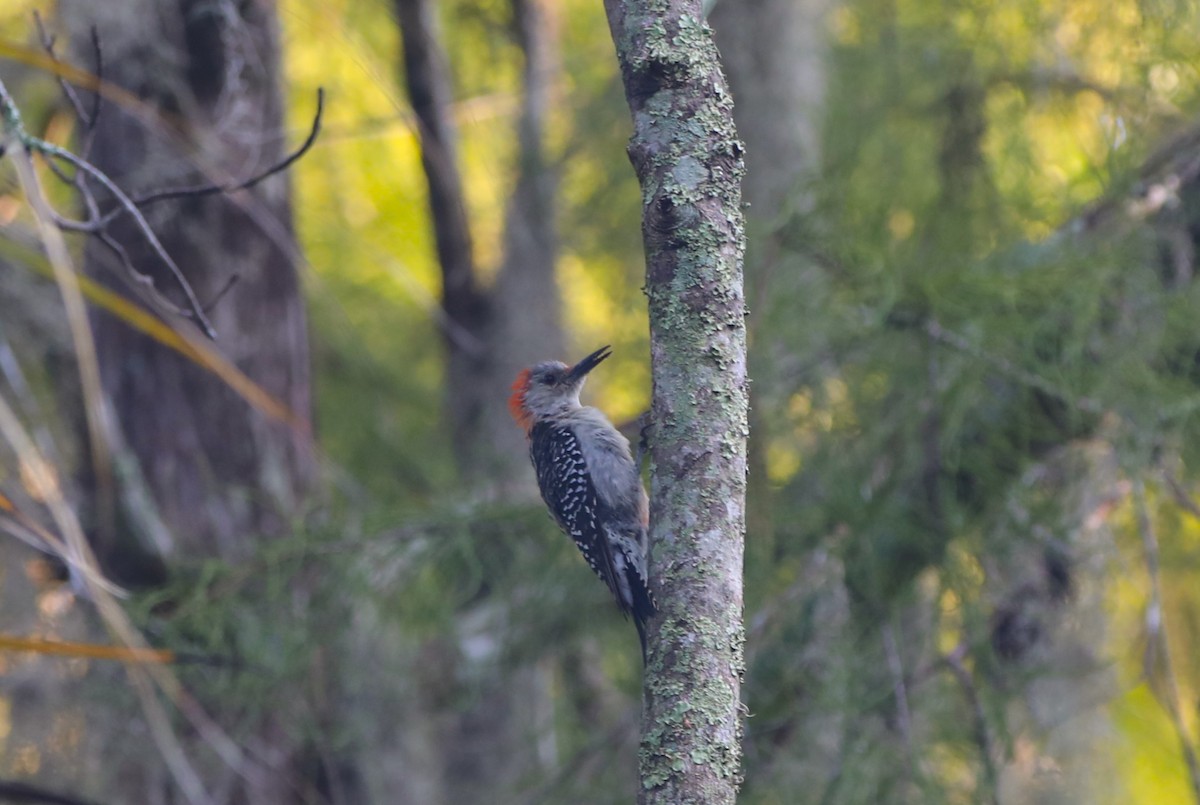 Red-bellied Woodpecker - ML623962117