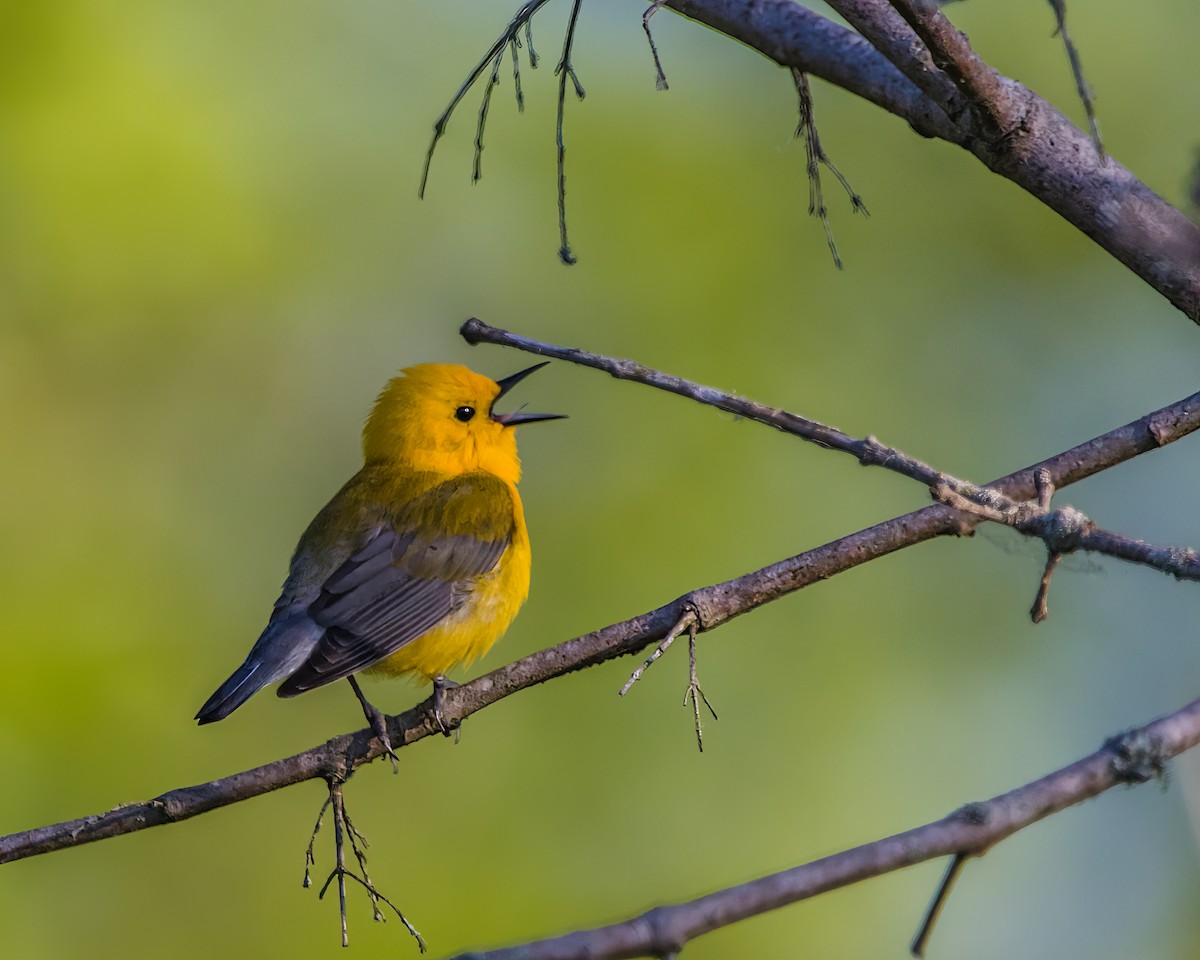 Prothonotary Warbler - Kimberlie Dewey