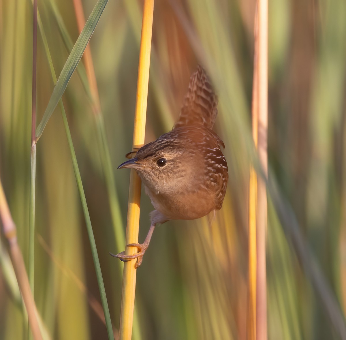 Sedge Wren - Josh Cooper