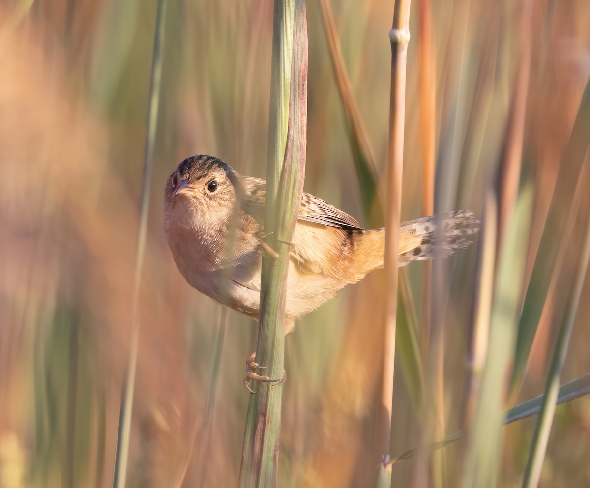 Sedge Wren - Josh Cooper