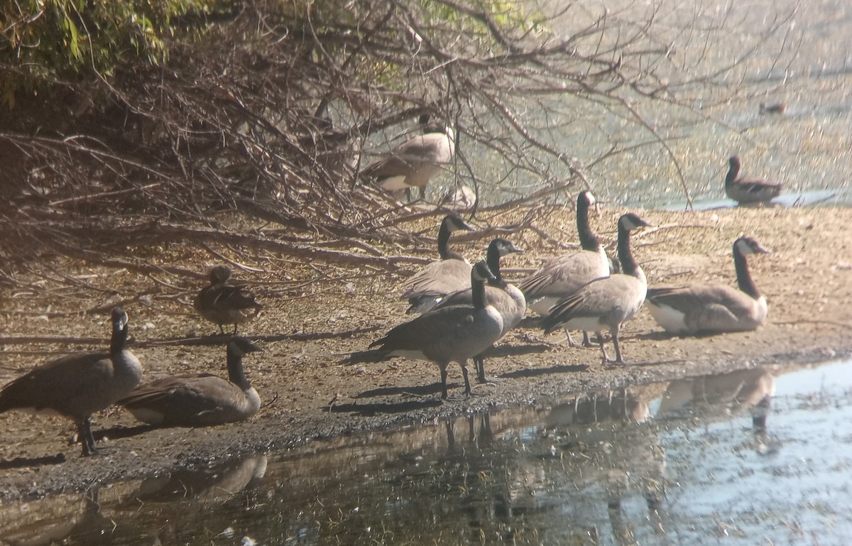 Canada Goose - ML623962229