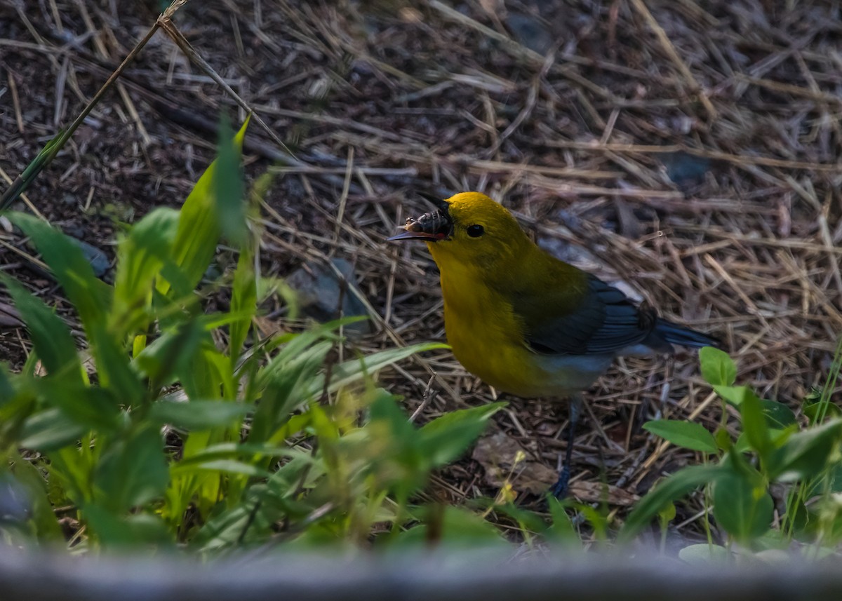 Prothonotary Warbler - Kimberlie Dewey