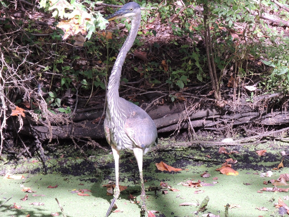 Great Blue Heron - ML623962238