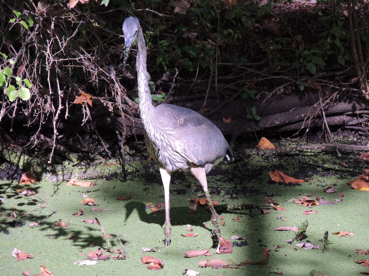 Great Blue Heron - ML623962240