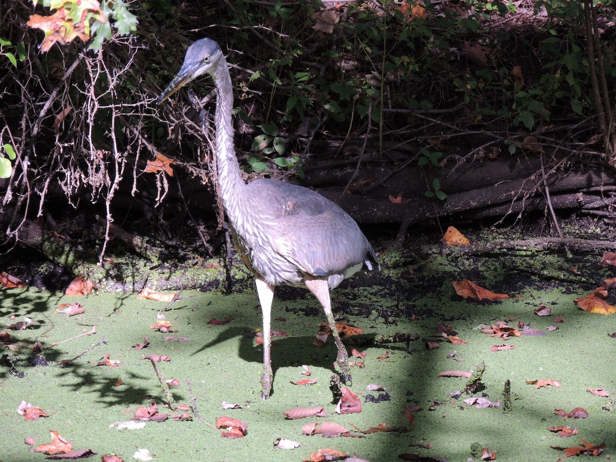 Great Blue Heron - ML623962241