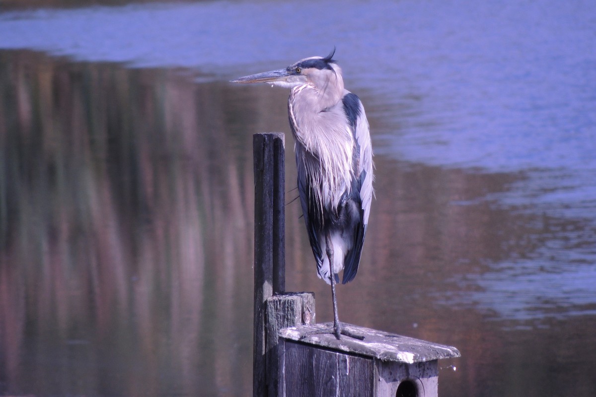 Great Blue Heron - ML623962242