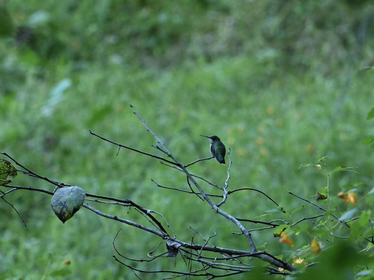 Ruby-throated Hummingbird - ML623962250