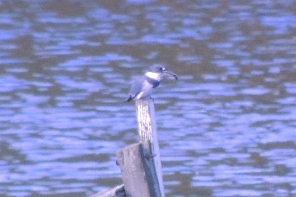 Belted Kingfisher - ML623962255