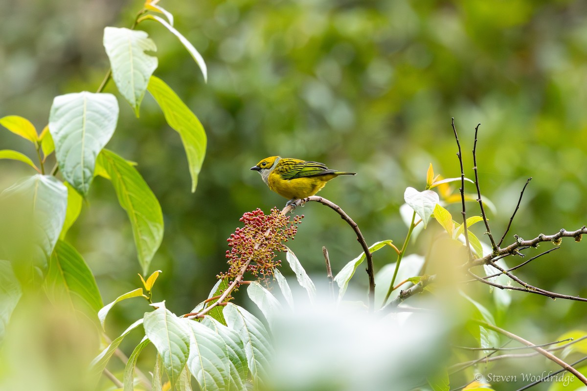 Silver-throated Tanager - ML623962259