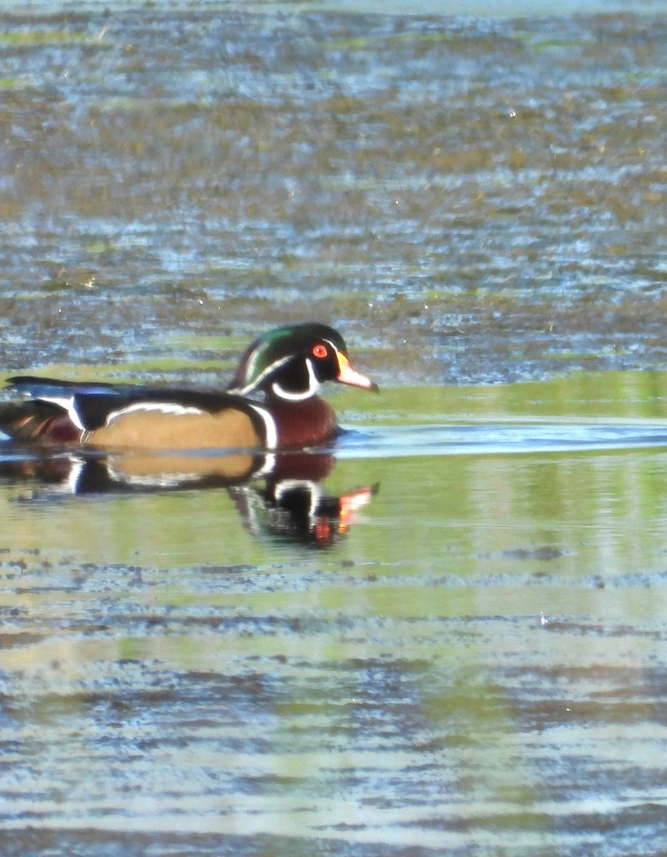 Wood Duck - ML623962271