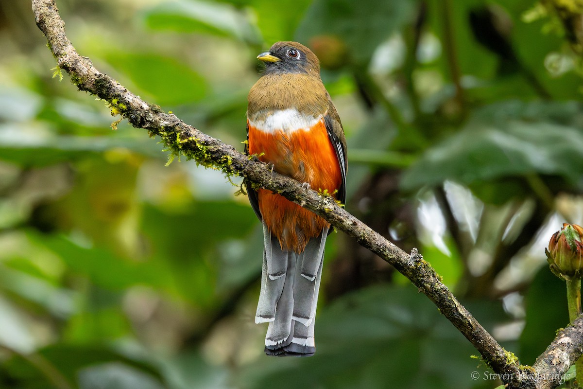 Collared Trogon - ML623962274