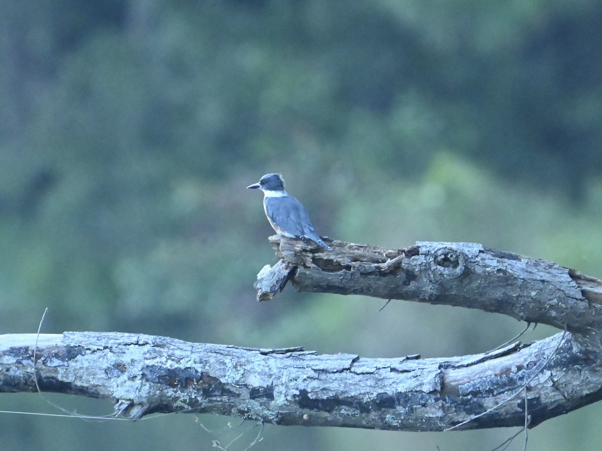 Belted Kingfisher - ML623962275