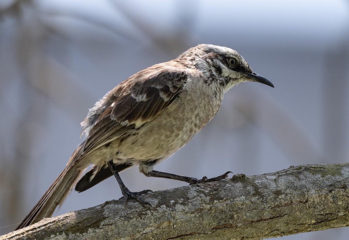 Long-tailed Mockingbird - ML623962283