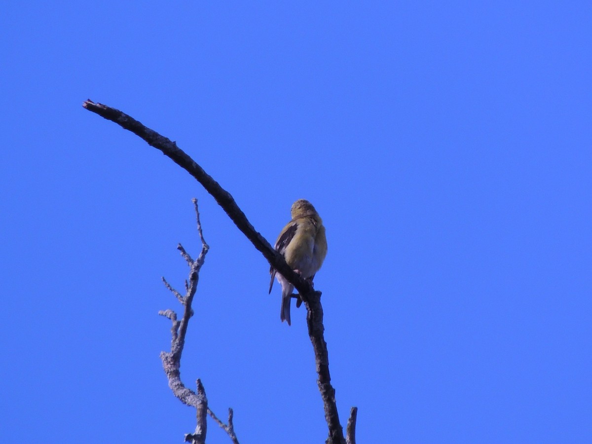 American Goldfinch - ML623962290