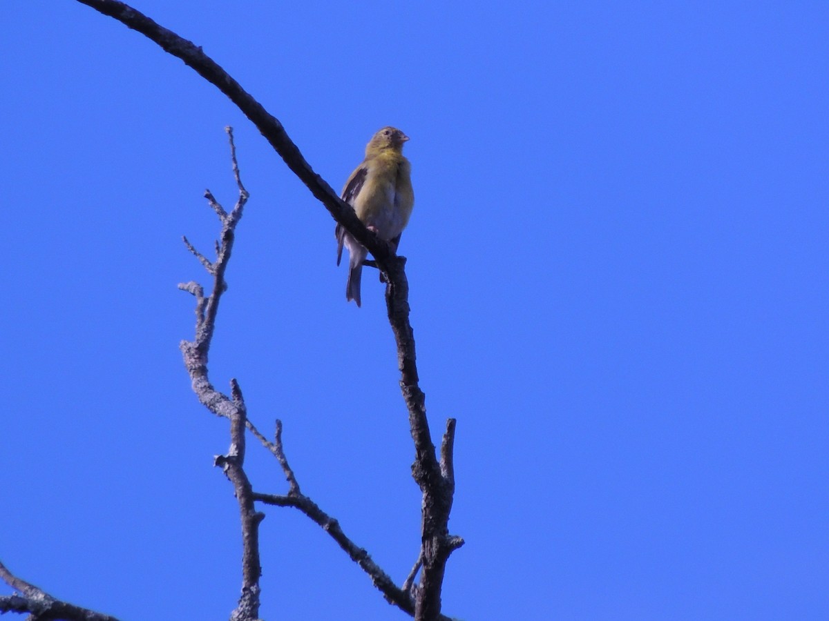 American Goldfinch - ML623962291