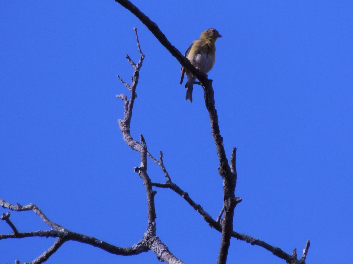 American Goldfinch - ML623962292