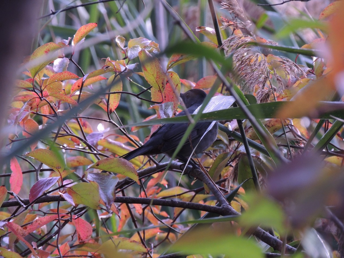 Gray Catbird - ML623962299