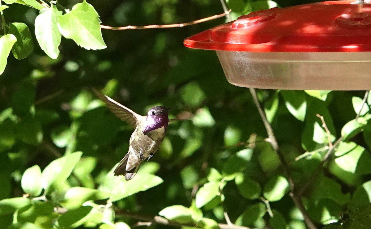 Costa's Hummingbird - ML623962300