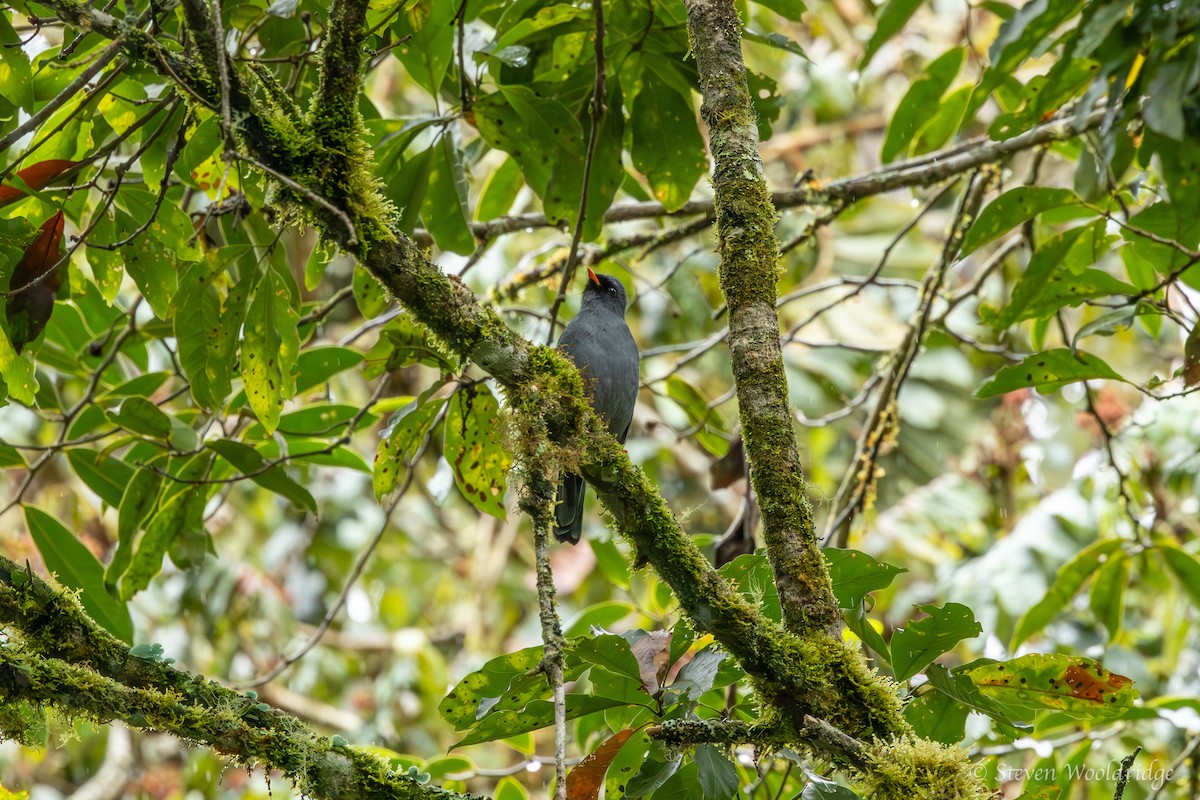 Black-faced Solitaire - ML623962302