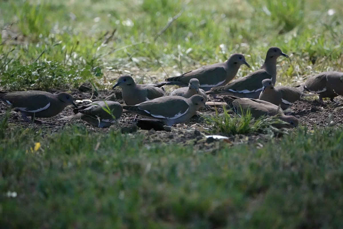 White-winged Dove - ML623962307