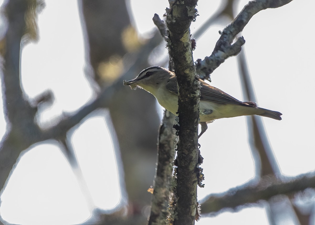 Red-eyed Vireo - ML623962313