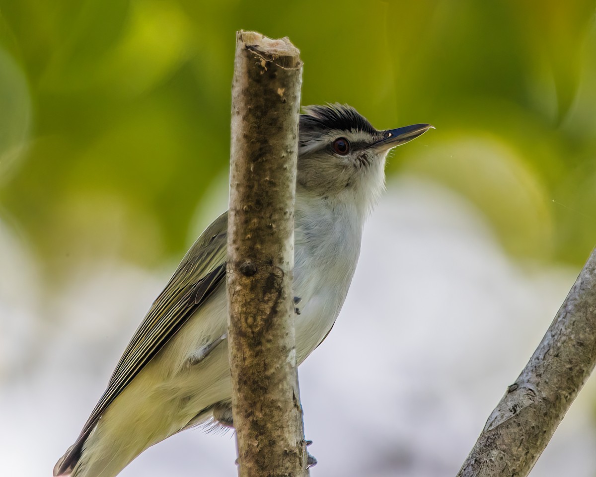 Red-eyed Vireo - ML623962314
