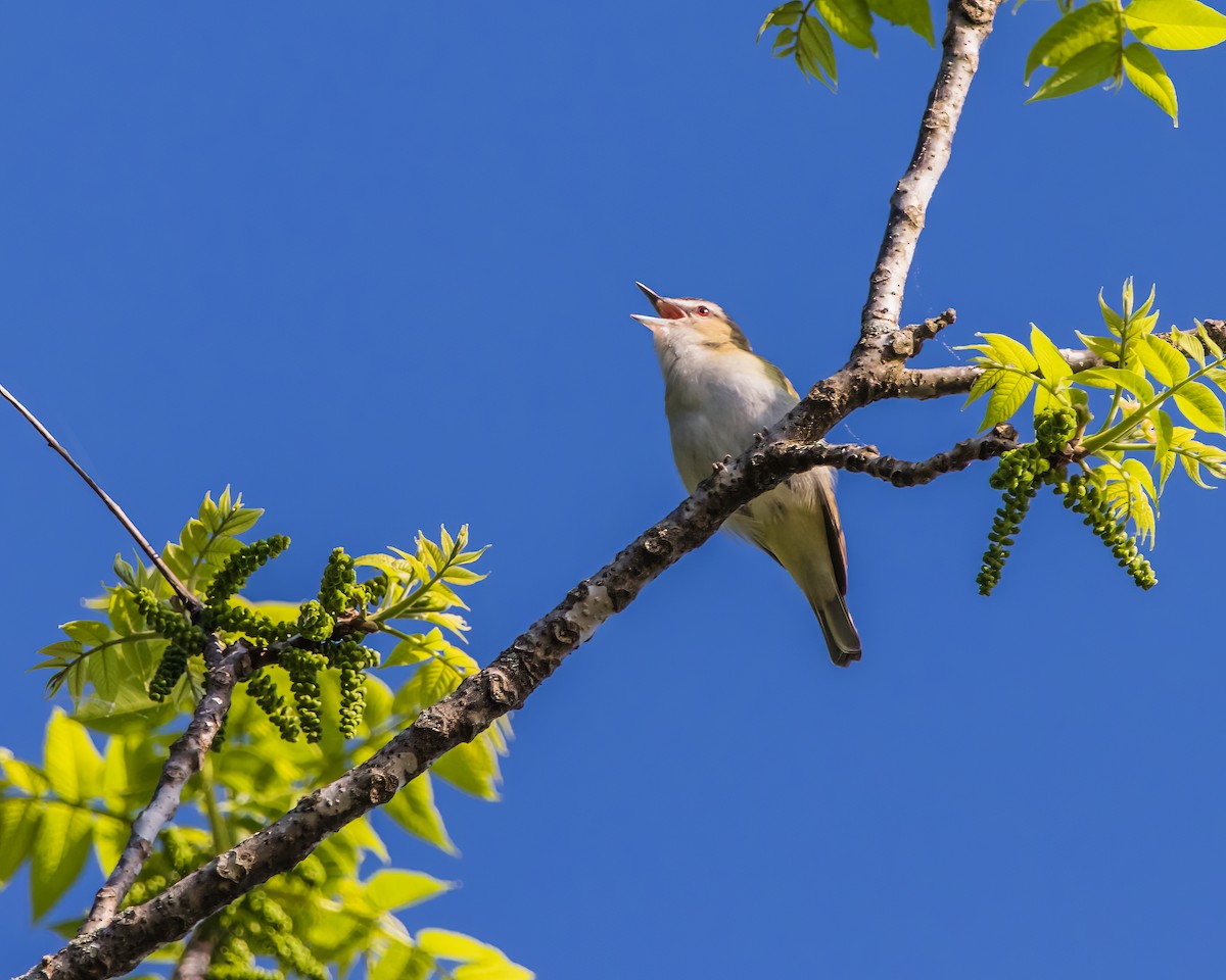 Red-eyed Vireo - ML623962316