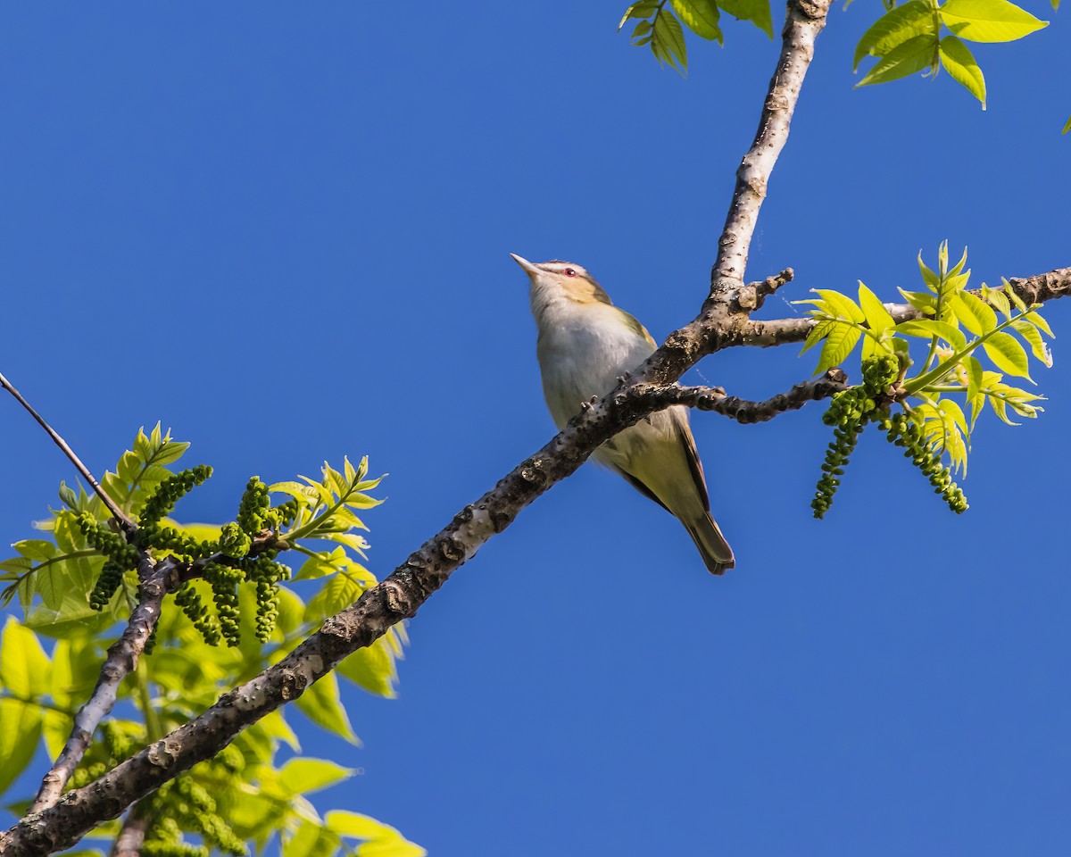 Red-eyed Vireo - ML623962317
