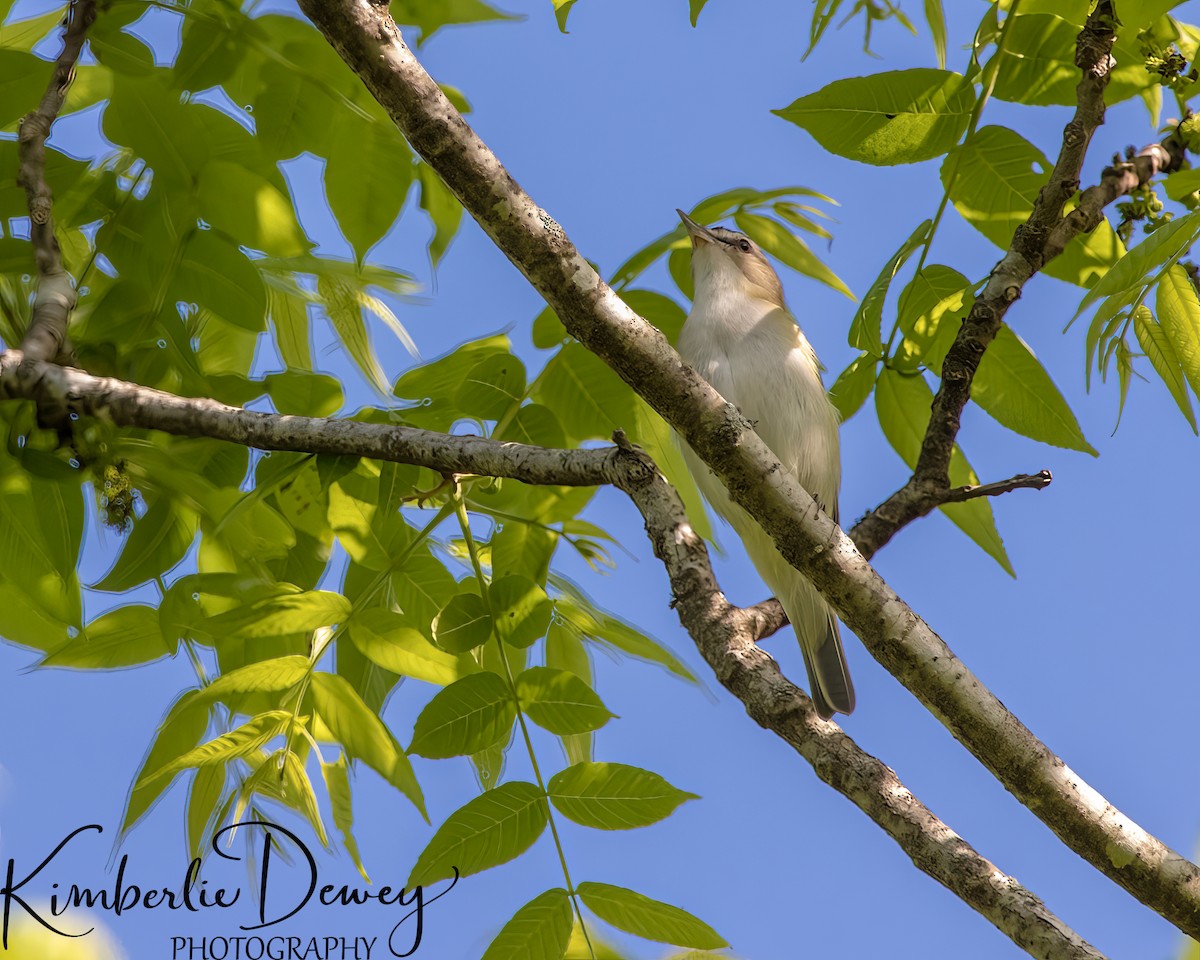 Red-eyed Vireo - ML623962318