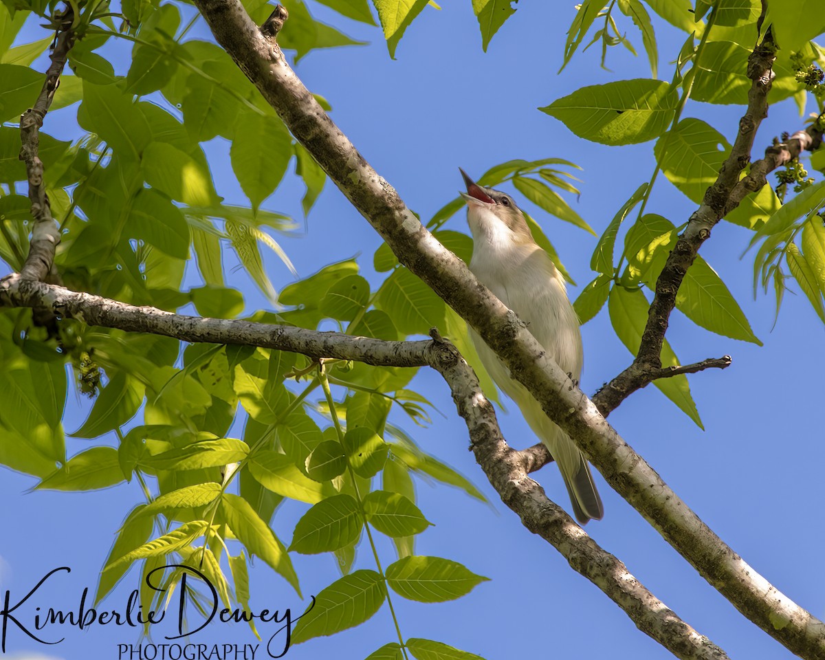Red-eyed Vireo - ML623962319