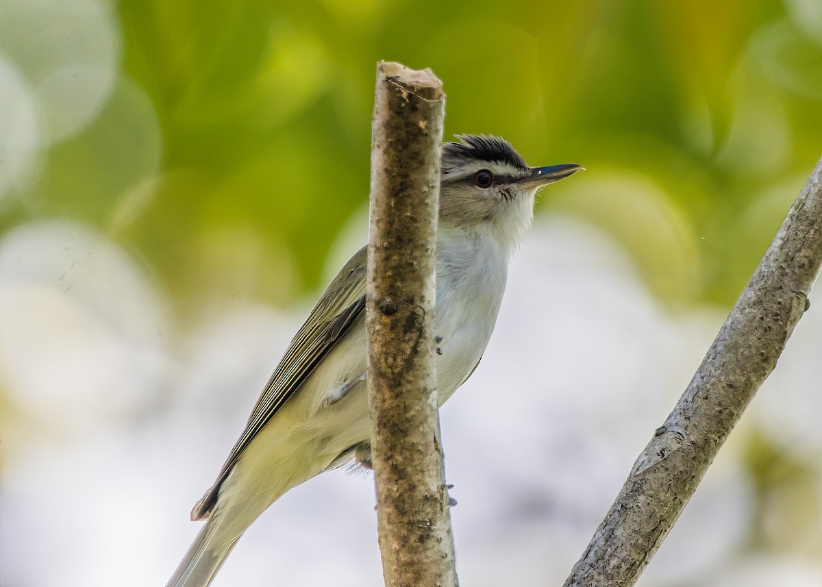 Red-eyed Vireo - ML623962320