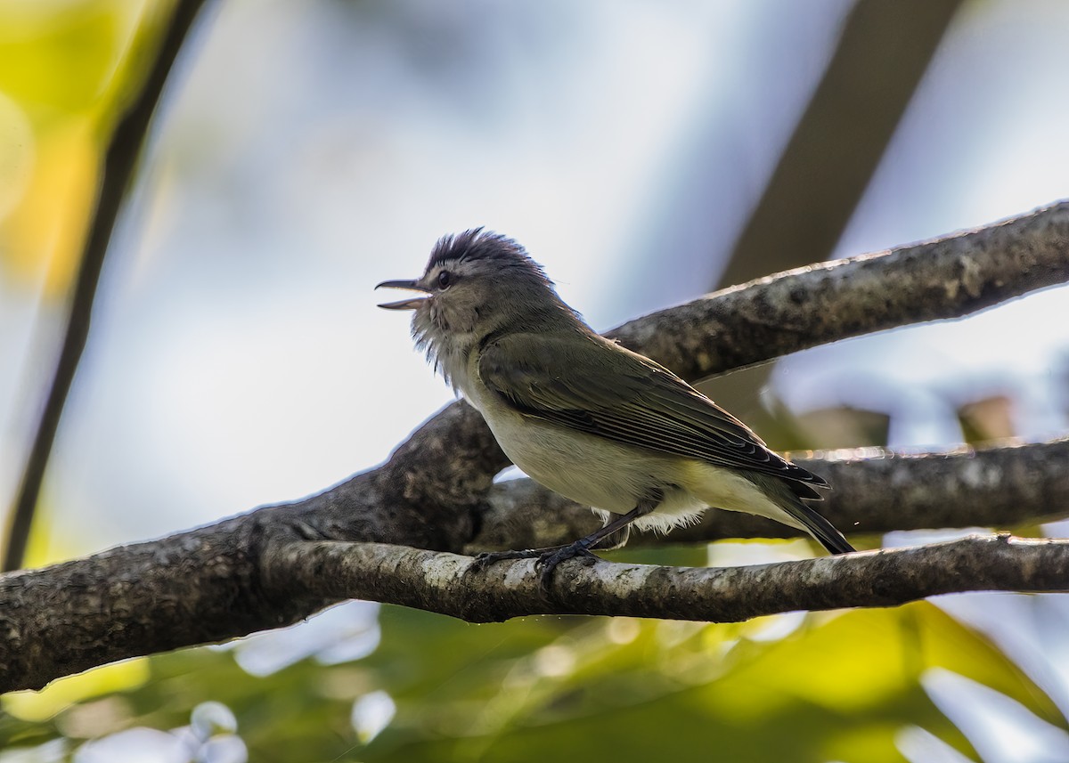 Red-eyed Vireo - ML623962322