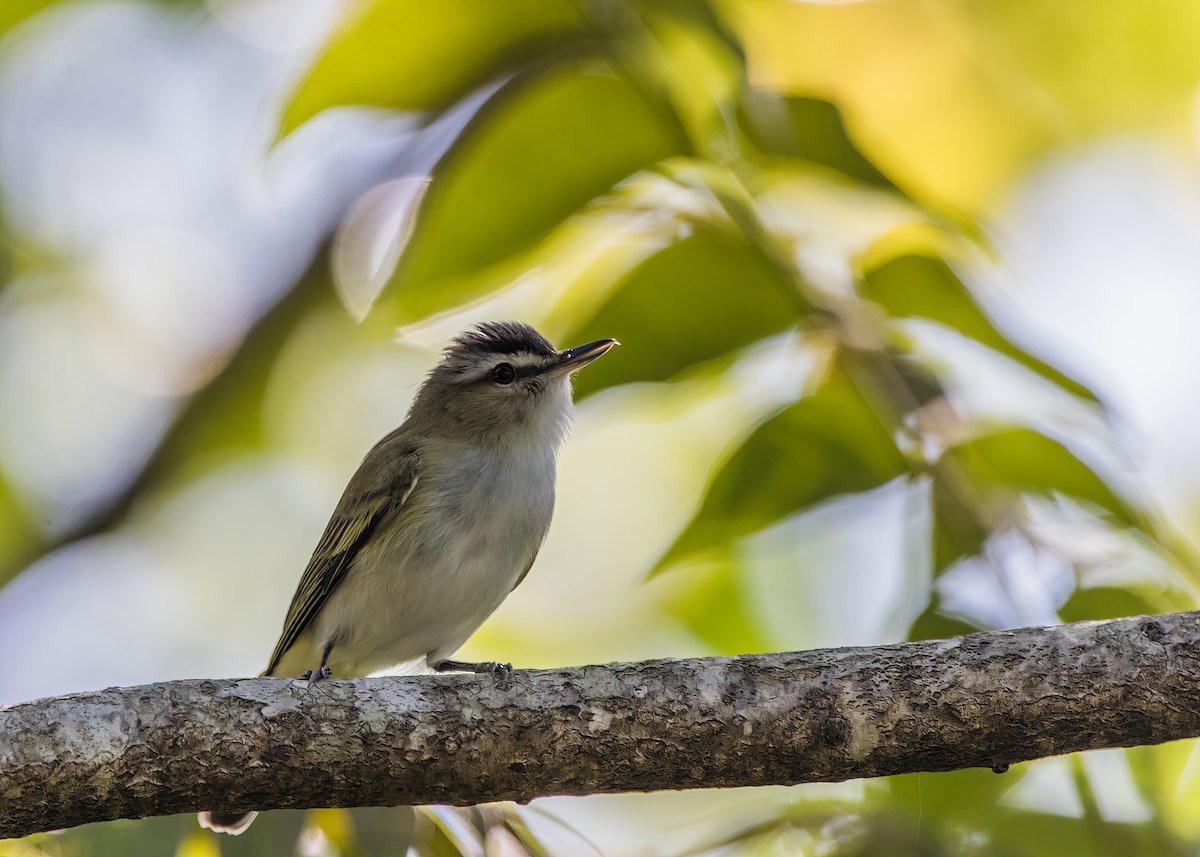 Red-eyed Vireo - ML623962324