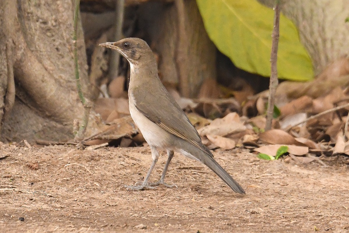 Creamy-bellied Thrush - ML623962328