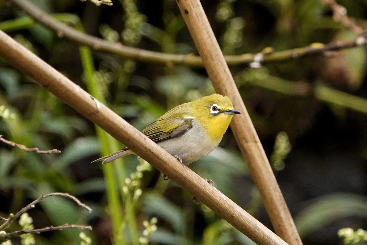 Swinhoe's White-eye - Sue Foster