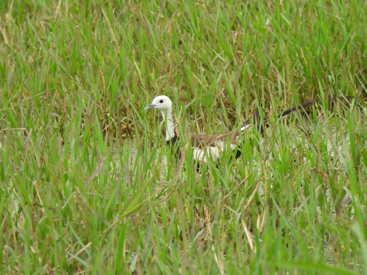 Pheasant-tailed Jacana - ML623962347