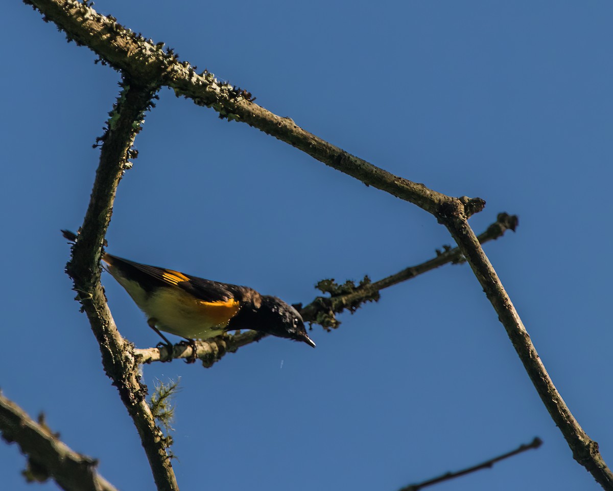 American Redstart - ML623962355