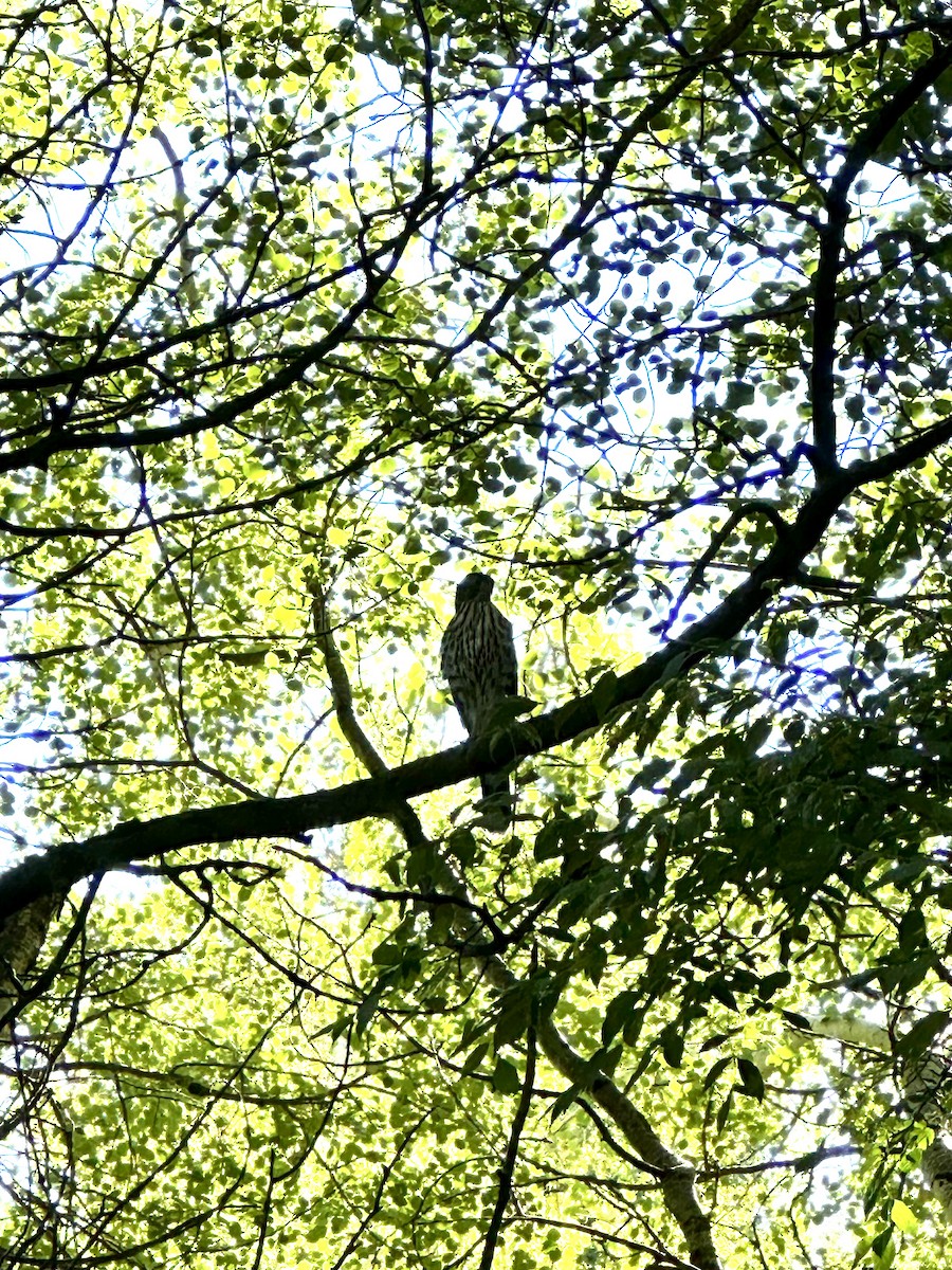 Cooper's Hawk - ML623962357