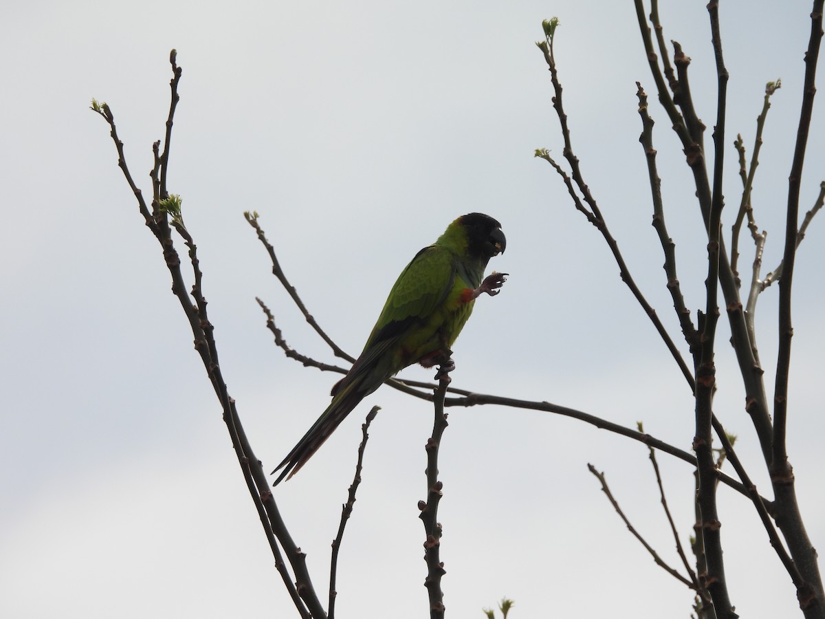 クロガミインコ - ML623962358